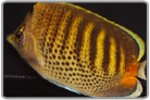 Punctato Butterflyfish